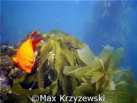 Catalina Island, CA....Adult Garibaldi by Max Krzyzewski 