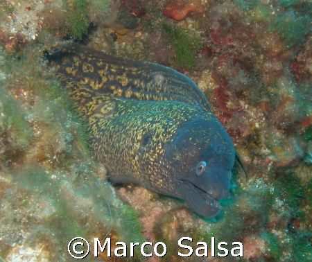 Portofino. Secca Carega. Murena. by Marco Salsa 