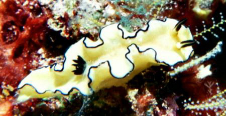Yellow and black nudi.  Nikonos V 1:1 macro extension tube by Marylin Batt 