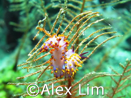 Flabellina? by Alex Lim 