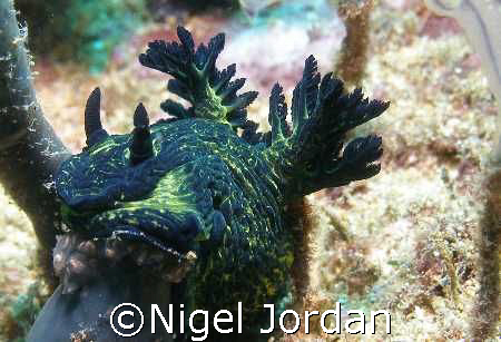 This Nudi is on the Korean Star (bulk salt carrier wrecke... by Nigel Jordan 
