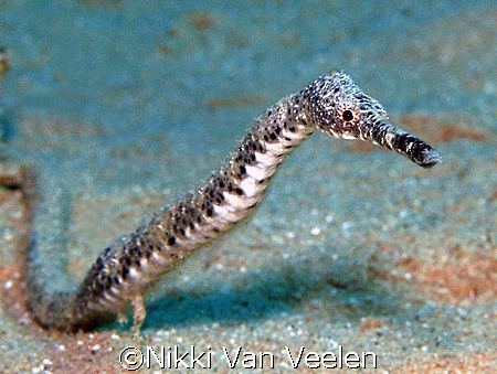Double ended pipefish taken at Campsite 3, Ras Mohamed Park. by Nikki Van Veelen 