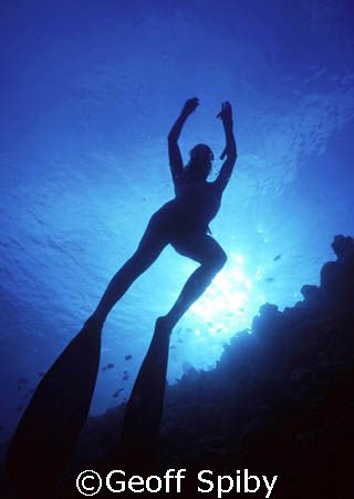 freediver silhouette by Geoff Spiby 