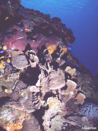 This photo was taken in Cozumel while  diving on Columbia... by Steven Anderson 