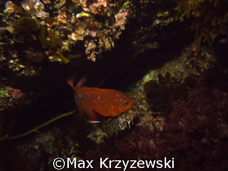 Juvenille Garibaldi posing for me off of  Catalina Island by Max Krzyzewski 