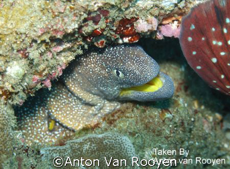 Taken in South Africa, Kwa Zulu Natal, Sodwana Bay Moray ... by Anton Van Rooyen 