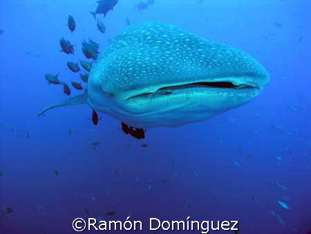Whale shark at Revillagigedo islands by Ramón Domínguez 