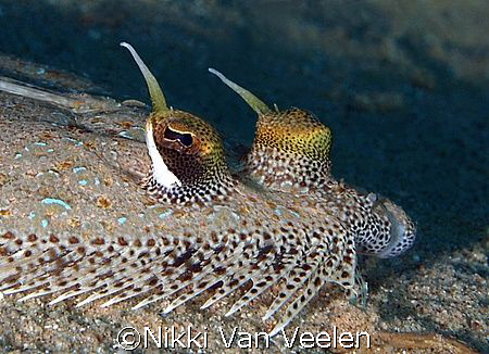 Leopard flounder taken at Campsite 3, Ras Mohamed Park. by Nikki Van Veelen 