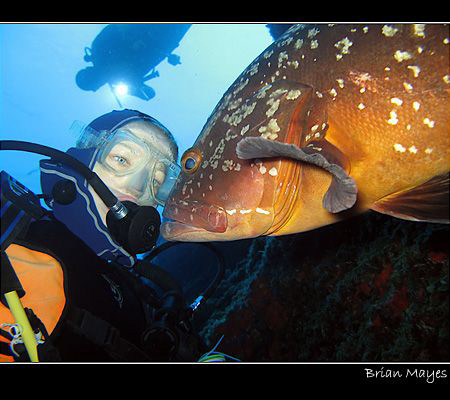 Up close and personal!.........Canon G7 maximum 35mm sett... by Brian Mayes 