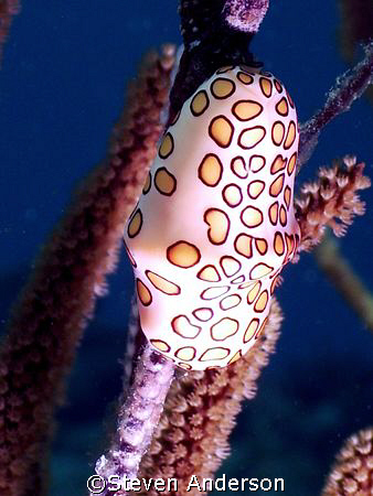 Flamingo Tongues were everywhere while diving on Palancar... by Steven Anderson 