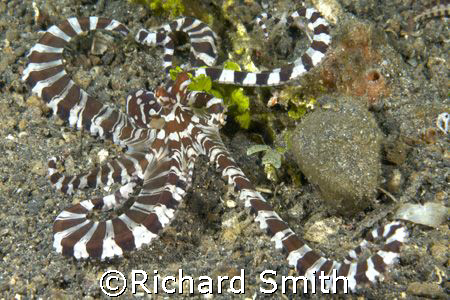 Displaying Wunderpus.  by Richard Smith 
