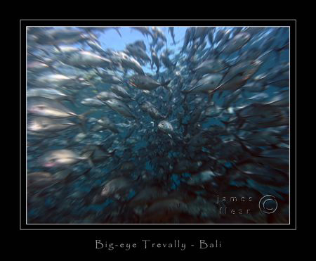 Canon G2, zoom blur either bouyancy problem or Photoshop :-) by James Flear 