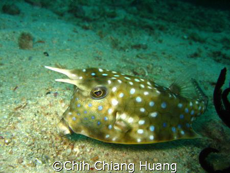 in Mindoro 2007/07 by Chih Chiang Huang 