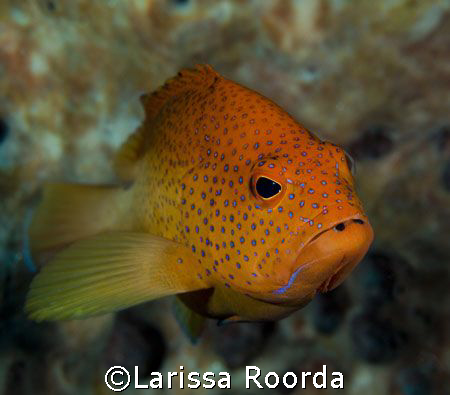 Red by Larissa Roorda 