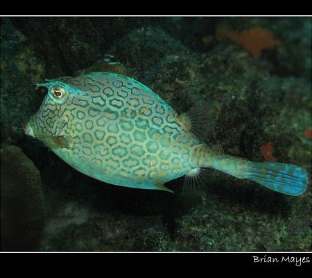 Cowfish from Bonaire.........Canon G7 by Brian Mayes 