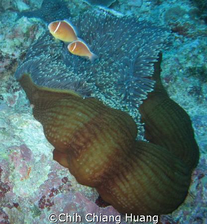 ClownFish on Green Island (綠島) in Taiwan on April 2007 by... by Chih Chiang Huang 