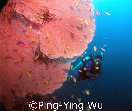 Big fan&Diver
Bohol philipines January 2007 by Ping-Ying Wu 