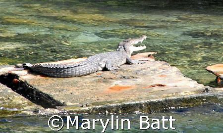 Salt Water Crocodile on a slab of sunk concrete left over... by Marylin Batt 