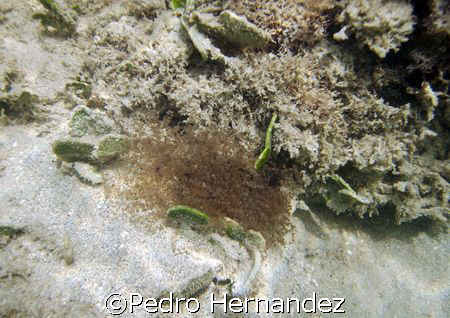 Knobby Anemone,Seven Sea Beach,Fajardo Puerto rico camera... by Pedro Hernandez 