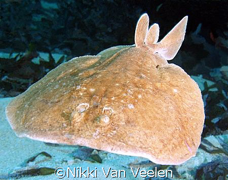 Electric ray coming at me, taken at Naklet El Tal, Nabq p... by Nikki Van Veelen 