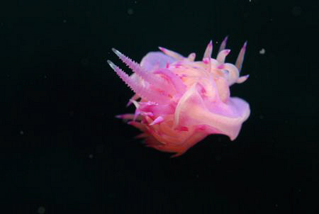 taken with a nikon d80 in the adriatic sea by Andy Kutsch 