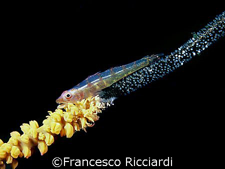 Small goby with eggs on a wire coral. by Francesco Ricciardi 