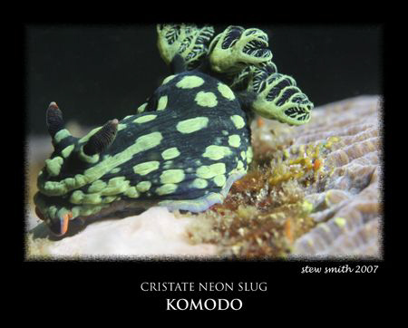 one of the many nudibranchs found at canibal rock by Stewart Smith 