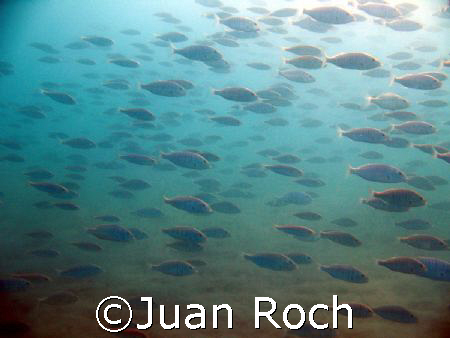 big family by Juan Roch 