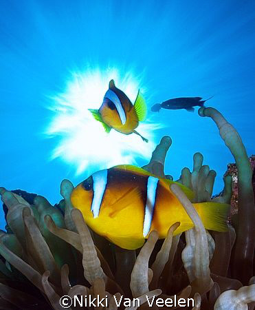 Red Sea anemonefish and sunburst taken at campsite 3, Mar... by Nikki Van Veelen 