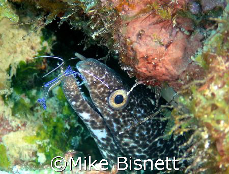 Cleaner at work.  Bonaire by Mike Bisnett 