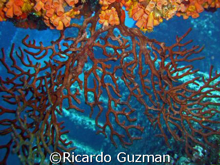 Fan shot with the WIT Shoal II as background. by Ricardo Guzman 