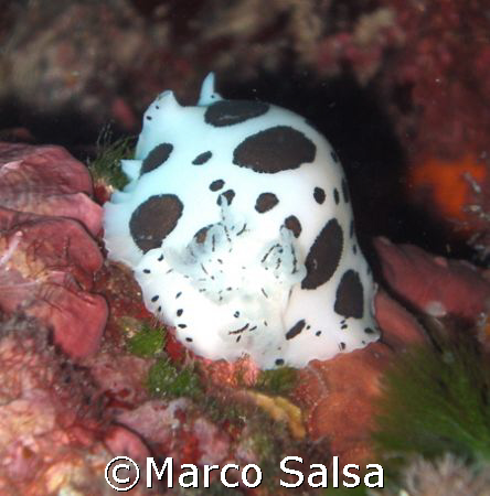 Portofino. Torretta. Nudibranco. by Marco Salsa 