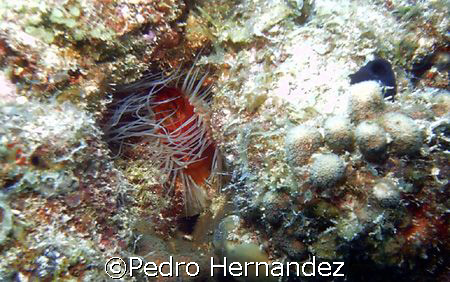 Rough Fileclam,Humacao, Puerto Rico Camera DC200 by Pedro Hernandez 