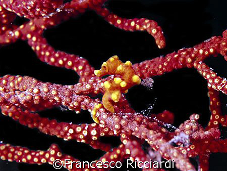 Hippocampus denise, Moalboal (Cebu) by Francesco Ricciardi 