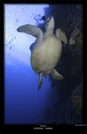 one of hundreds of turtles that make Pulau Sipadan their ... by Stewart Smith 