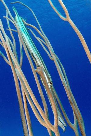 Trumpetfish. by David Heidemann 