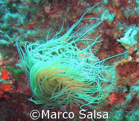 Portofino. Secca Carega. Anemone. by Marco Salsa 