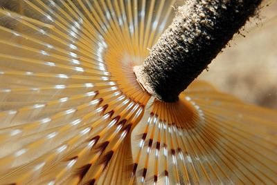 taken with Nikon D80 and Nikon 60mm Macro in a Subal Hous... by Andy Kutsch 