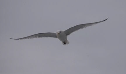 Cruising Gull, Firth of Forth Scotland by Mike Clark 