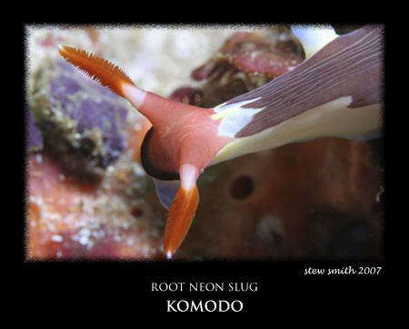 root neon slug komodo by Stewart Smith 