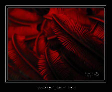 Canon G2, Ikelite DS-125, external macro lens by James Flear 