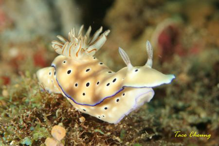 Slug at Anilao with my Canon 350D by Taco Cheung 
