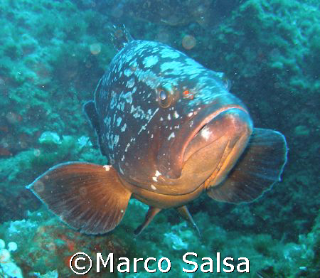 Portofino. Secca Carega. Cernia. by Marco Salsa 