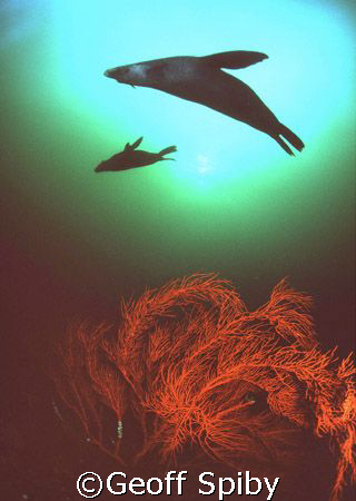 seals posing above a gorgonian fan, False Bay, Cape Town by Geoff Spiby 