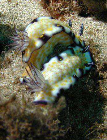 Two for 1 nudi's, This Photo was taken at Airport Beach, ... by David Espinoza 