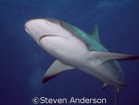 This image was taken while diving with Stuart Cove at Run... by Steven Anderson 