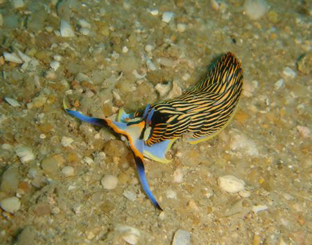 ROYAL CERBERILLA
family: AEOLIDIIDAE
undescribed specie... by Rory Ferguson 