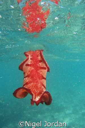 Spanish Dancer found in the shallows on the Southern end ... by Nigel Jordan 