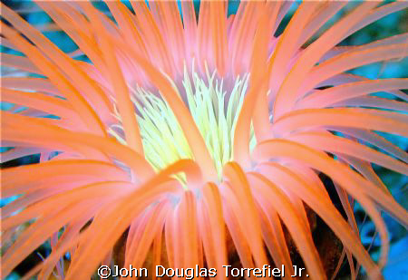 taken at Gato Island using a finepix f40fd p&s camera by John Douglas Torrefiel Jr. 