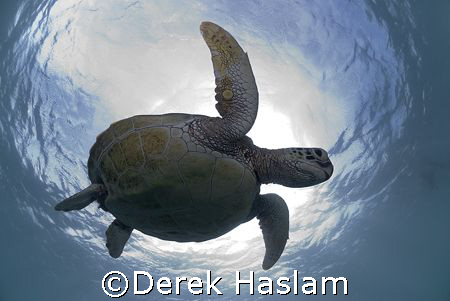 Turtle. Lowe islands. D200, 10.5mm. by Derek Haslam 